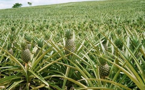 孟邦热带水果菠萝蜜种植面积达到1万多英亩