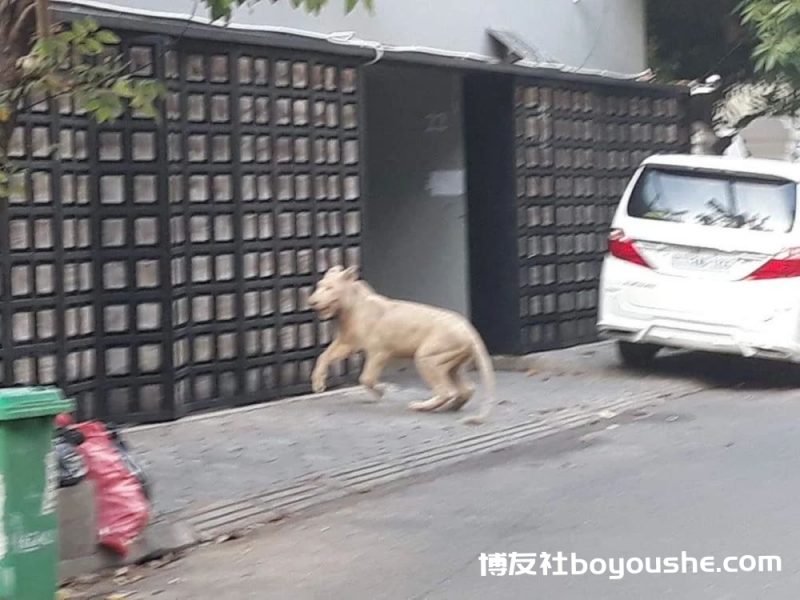 柬埔寨家养狮子主人遭前员工敲诈，聊天记录曝光！