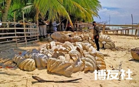 菲律宾破获巨大蚌壳盗采案，价值将近1.6亿