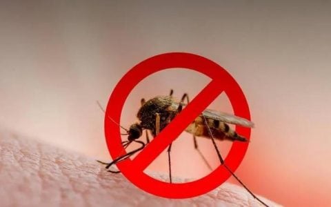 迪拜今年第一季度的蚊子比去年同期减少了35%