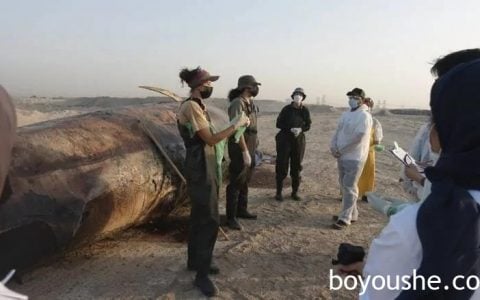 迪拜发现一头死亡鲸鱼，长12米，重达15吨！