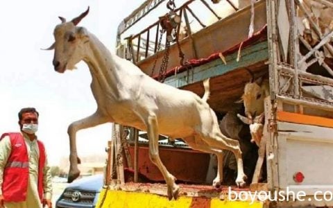 爱心捐赠！迪拜一头祭祀动物的价格固定为600迪拉姆