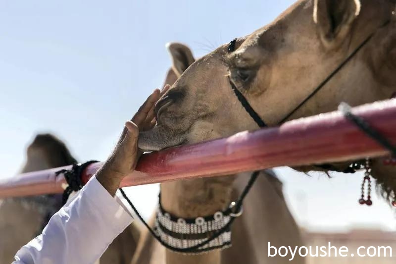 骆驼选美大赛！Al Dhafra节的奖金高达1.1亿迪拉姆