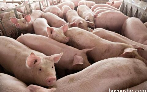 柬埔寨尚未授权给私人公司垄断进口泰国生猪！