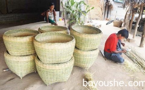 维护缅甸的竹林资源