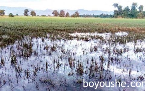 克钦邦八莫县区近1.5万英亩稻田遭水淹没