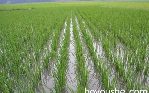 掸邦东部迈彬县区雨季稻种植情况
