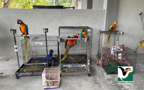 网卖受保护鸟类　男子遭动物保护局取缔
