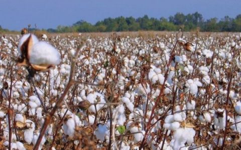 马奎省谬地县区种植了2万多英亩的棉花