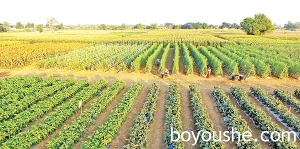 缅甸粮食生产情况
