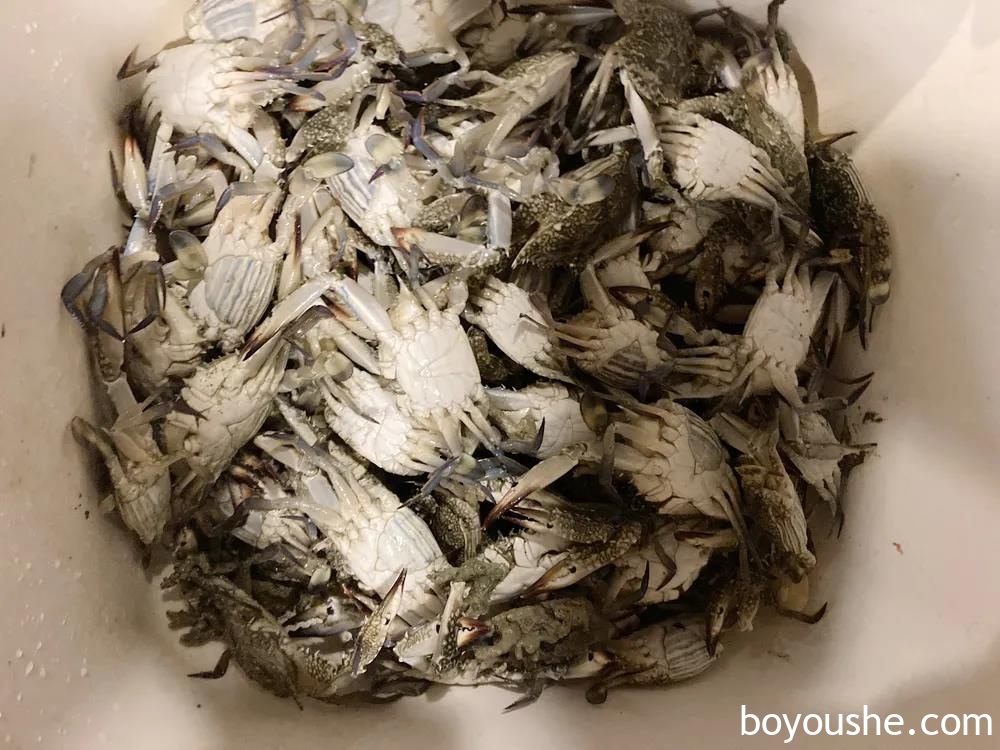 在阿联酋抓螃蟹会吃牢饭,在沙特抓螃蟹是维系物种平衡…实探沙特华人是怎么抓螃蟹的!