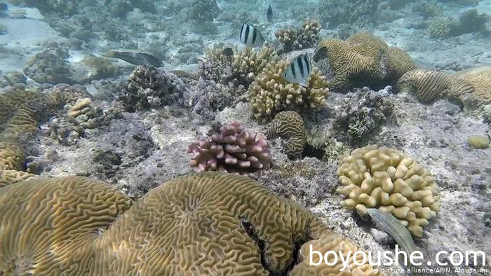 在阿联酋抓螃蟹会吃牢饭,在沙特抓螃蟹是维系物种平衡…实探沙特华人是怎么抓螃蟹的!