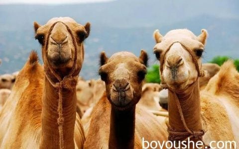 沙特40多头骆驼因“整容”而被踢出选美比赛