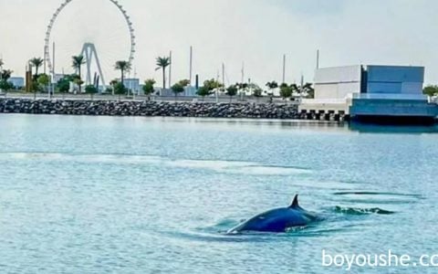 迪拜出现罕见鲸鱼，王储谢赫·哈姆丹发文赞美