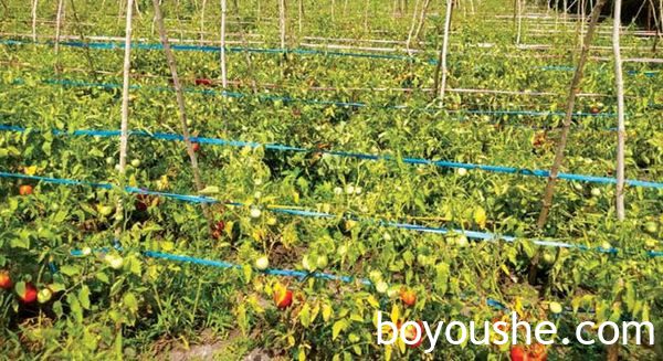 曼德勒省良吴地区番茄价钱上扬满足了农民们的期望