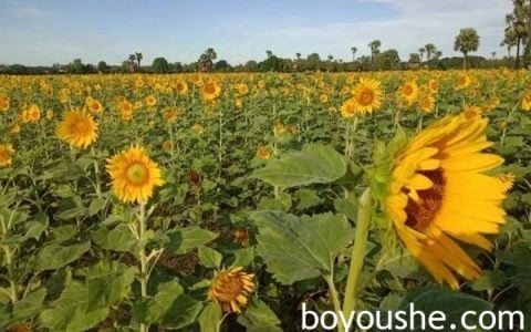 为满足本地区的食用油需求克伦邦将种植3千英亩冬向日葵
