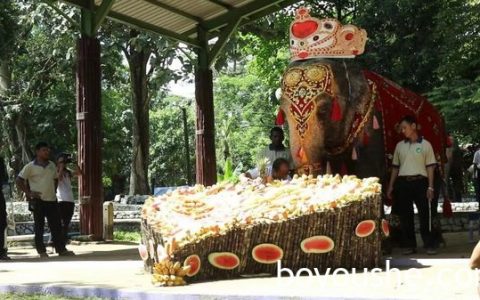 仰光动物园将为象姑娘莫莫举办69岁的生日盛会