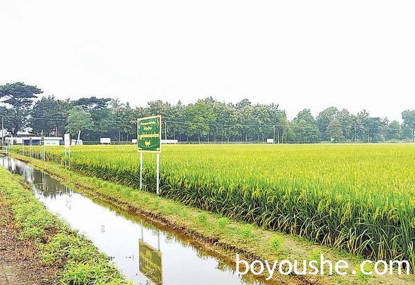 伊洛瓦底省两县区雨季稻收割情况及冬向日葵种植情况