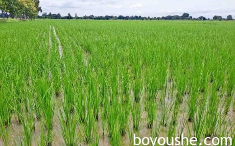 克伦邦完成了43万英亩的雨季稻种植工作
