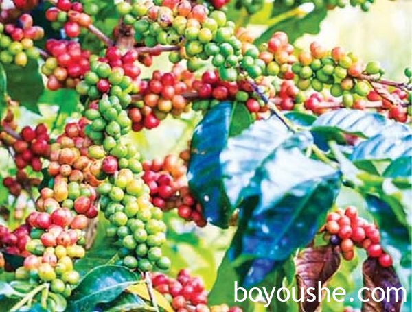 缅甸在今年咖啡种植季节将争取向国外出口1万吨咖啡