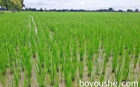 实皆省瑞帽专区今年雨季种植了62万多英亩雨季稻