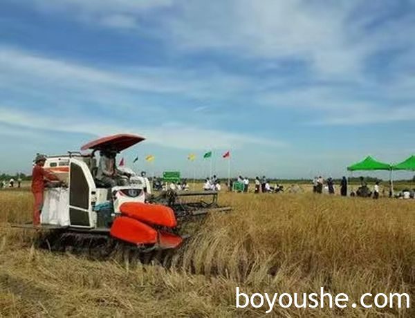 缅甸规定新的稻谷基本收购价：每百缅箩63万美元