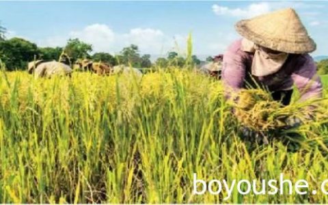 缅甸稻谷基本收购价及历年来稻谷的种植面积