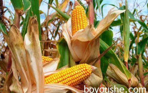 掸北腊戌专区冬作物种植季节将种植2,490英亩玉米作物