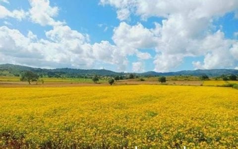 掸邦北部腊戌专区今冬季将种植油料作物花芝麻14,000多英亩