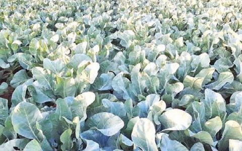 曼德勒省皎栖县区菜花种植成功出售时也获得了好价钱