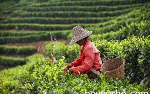 实皆省今年已种植了茶叶近12,000英亩