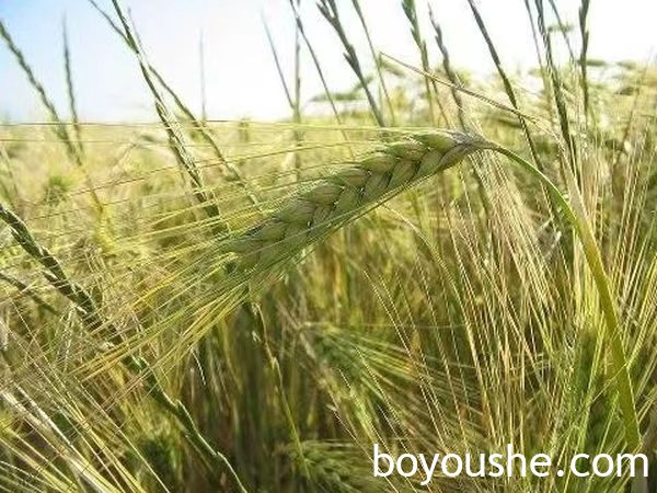 实皆省实皆专区已完成工业原料作物小麦3.8 万多英亩的种植工作