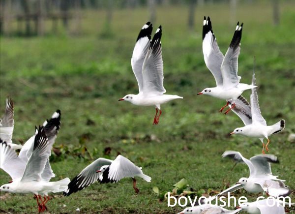 茵都基湖入驻的候鸟及各种水鸟已有23,000多只