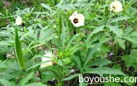 马奎省敏巫县区乡村民众利用地下水种植秋葵作物获得成功