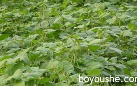 马奎省本漂县区农民们为增加家庭收入抢种雨前绿豆作物