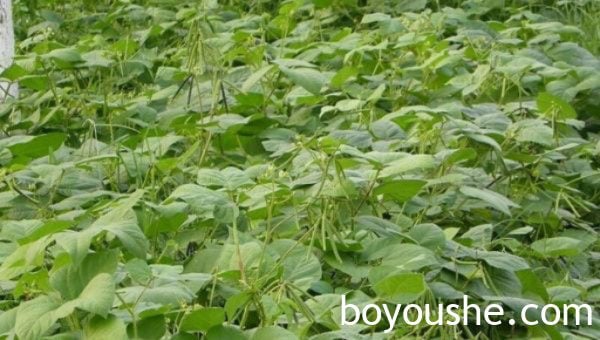 马奎省本漂县区农民们为增加家庭收入抢种雨前绿豆作物