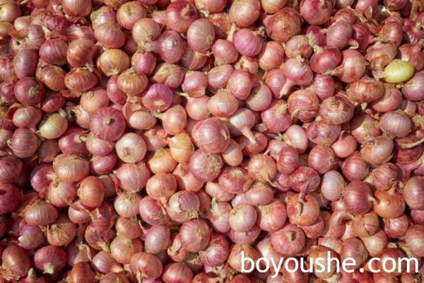 曼德勒省皎勃东县区冬洋葱获得了比去年更好的价钱