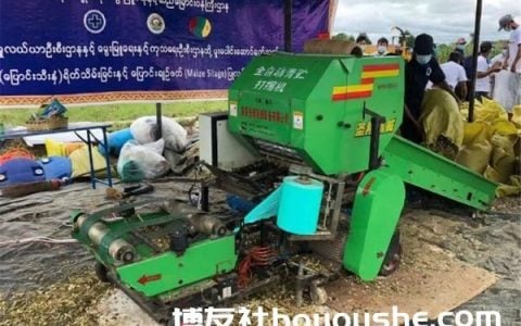 缅甸青贮玉米作为动物饲料出口至中国