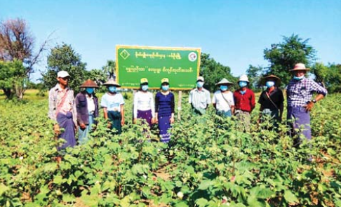 实皆省钦乌县区为实现棉花每英亩 产量达到1000缅斤而努力