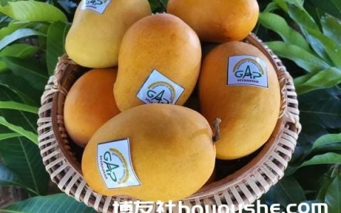 实皆省甘布鲁专区有27家芒果园获得了良好的农业规划GAP证书