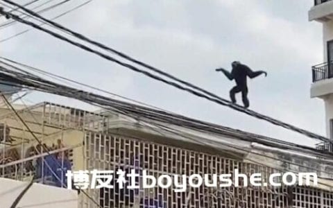 柬埔寨一长臂猿在街头沿电线快速行走