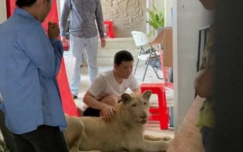 柬埔寨家里养狮子的中国男子被罚3万美元！