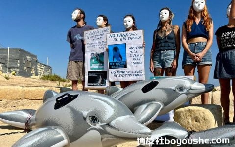 动物活动家声称三只地中海海豚在短短一个月内死亡