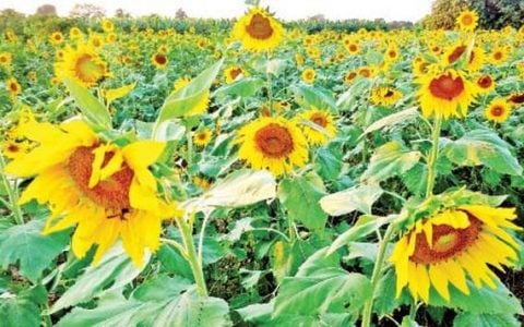 曼德勒省冬作物种植期间将种植10多万英亩的向日葵油料作物