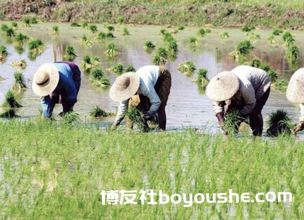 伊洛瓦底省已完成了90%的夏季稻种植工作