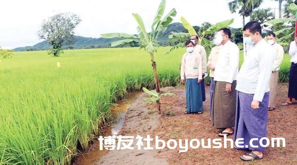 孟邦地区今年计划种植68.5万英亩的雨季稻