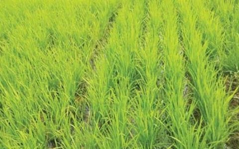 勃固省瑞同县夏季稻种植情况