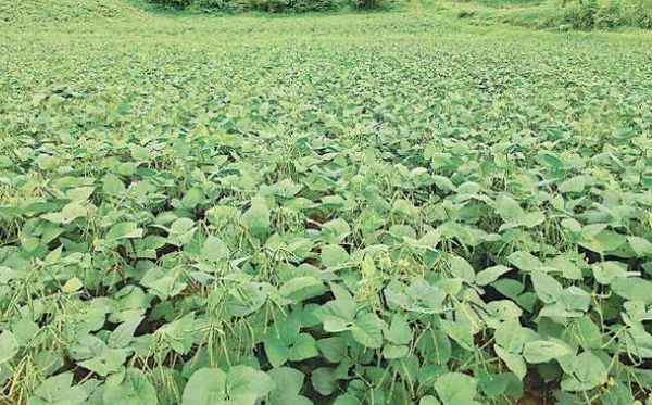 仰光省南部专区宋割县大种冬作物绿豆